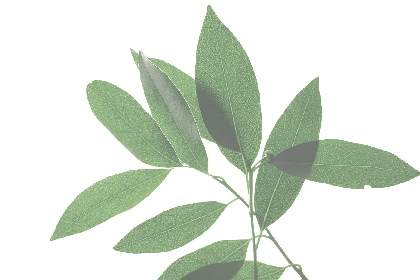 Breatherapy - BREATHE Congestion Helping Aromatherapy Inhaler Patches
