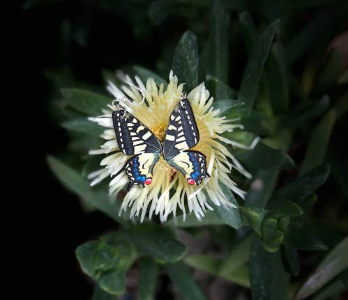 Swallowtail Butterfly Earrings