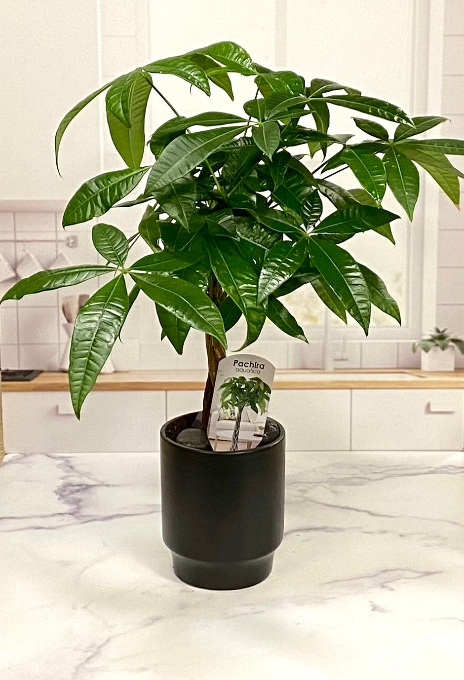 money tree plant shop Money Tree Plant