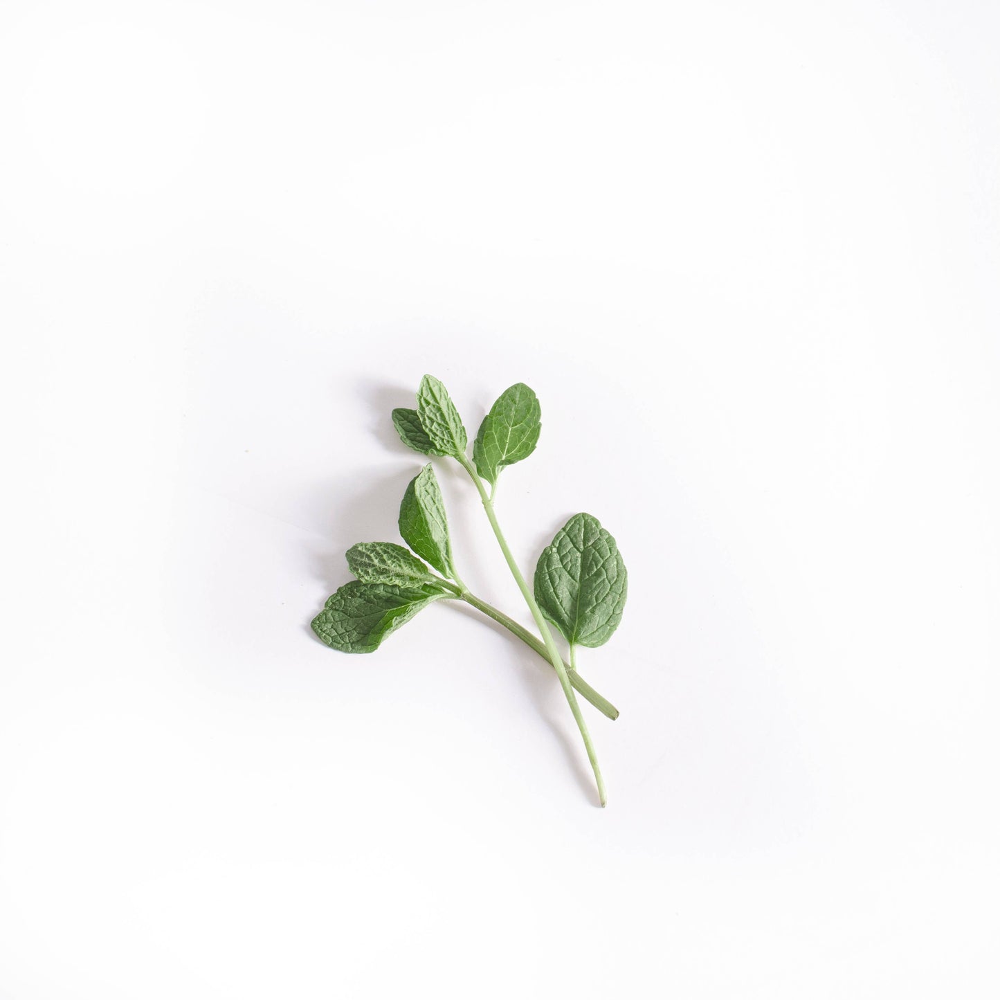 Breatherapy - PEPPERMINT Alertness Aromatherapy Inhaler Patches
