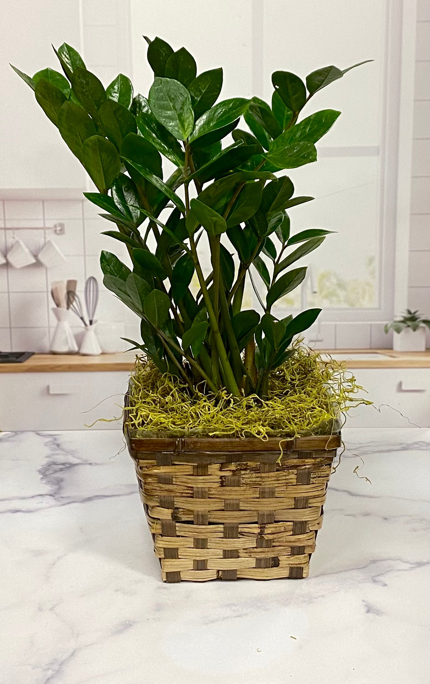 ZZ Plant