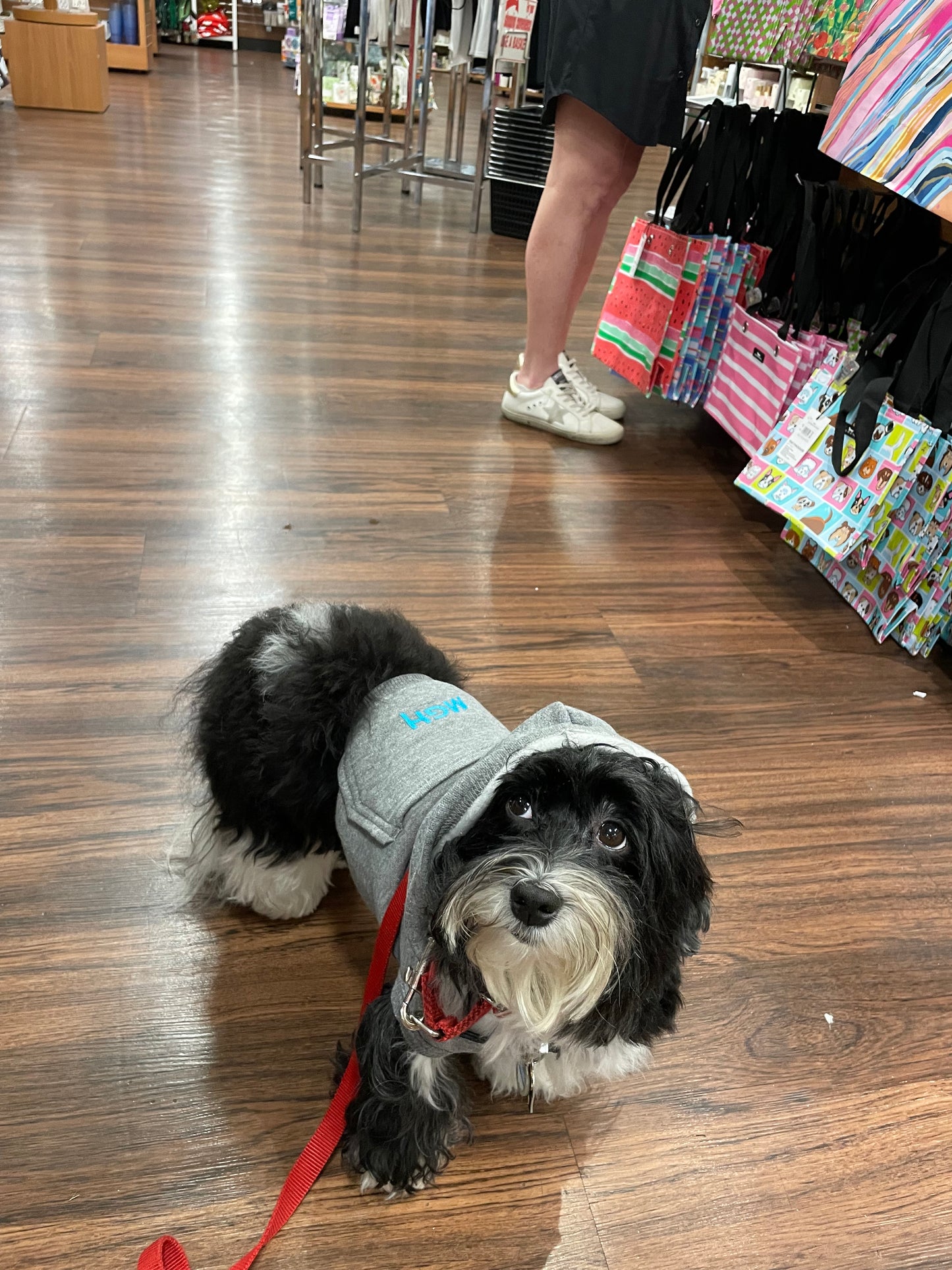 Arched MGH Dog Hoodie