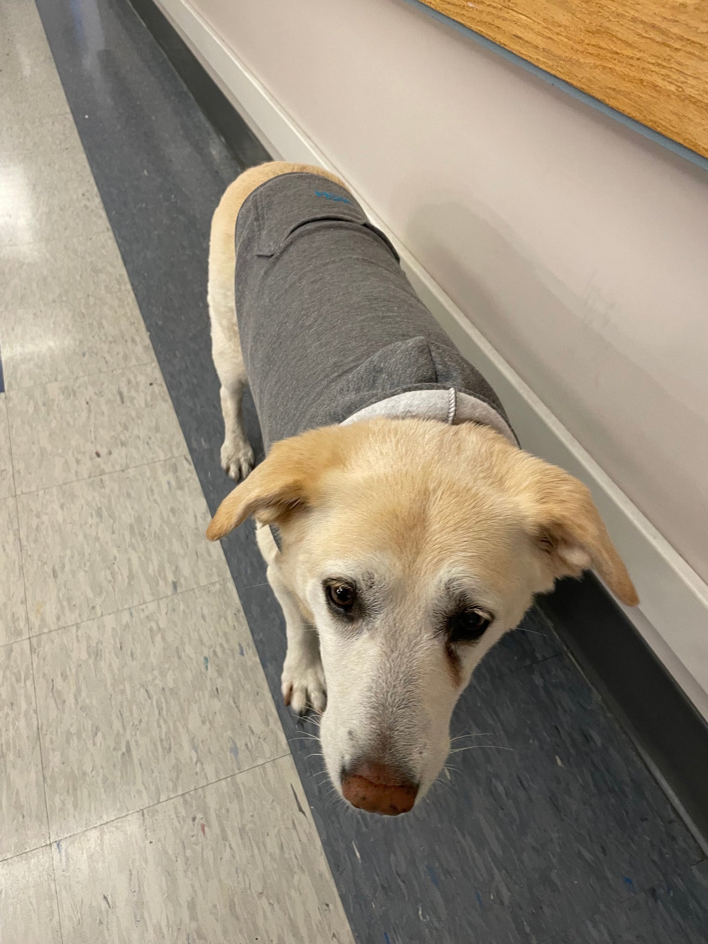 Arched MGH Dog Hoodie