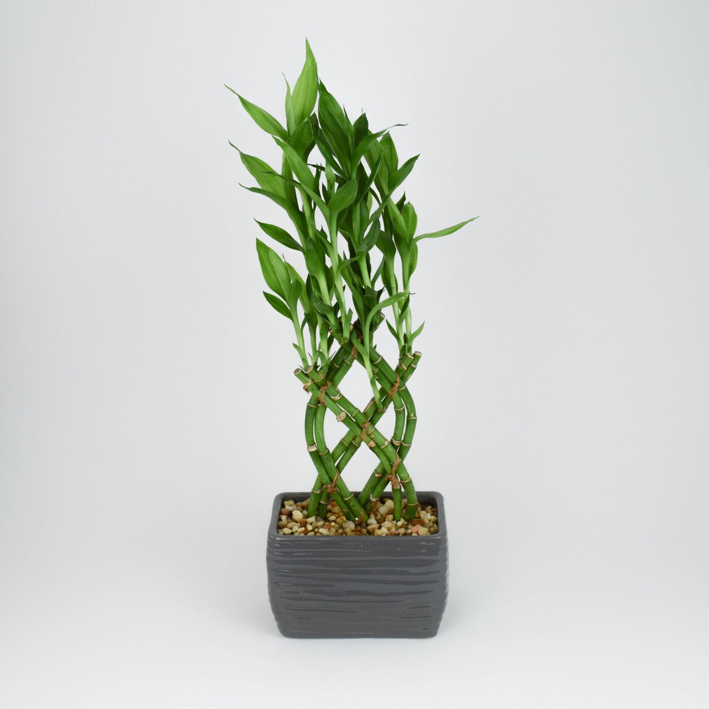 Lucky Bamboo