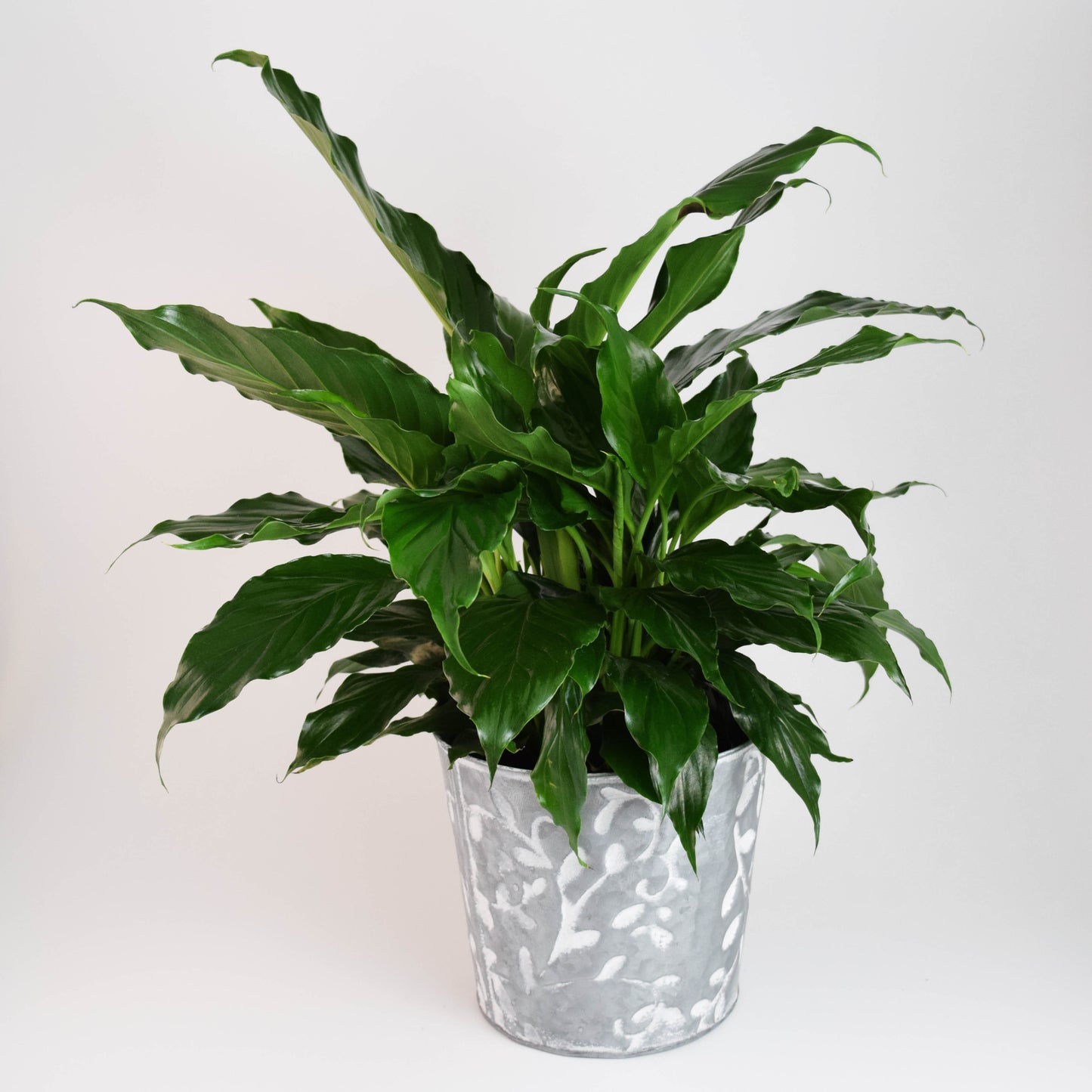 $40.00 PLANT
