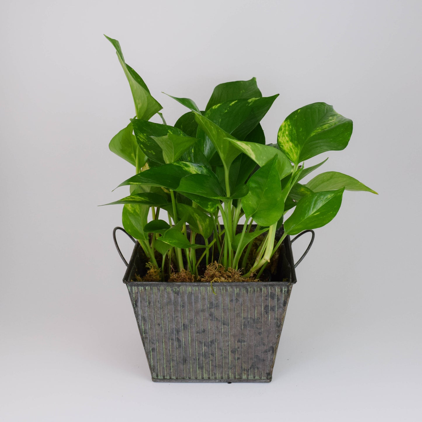 $30.00 PLANT
