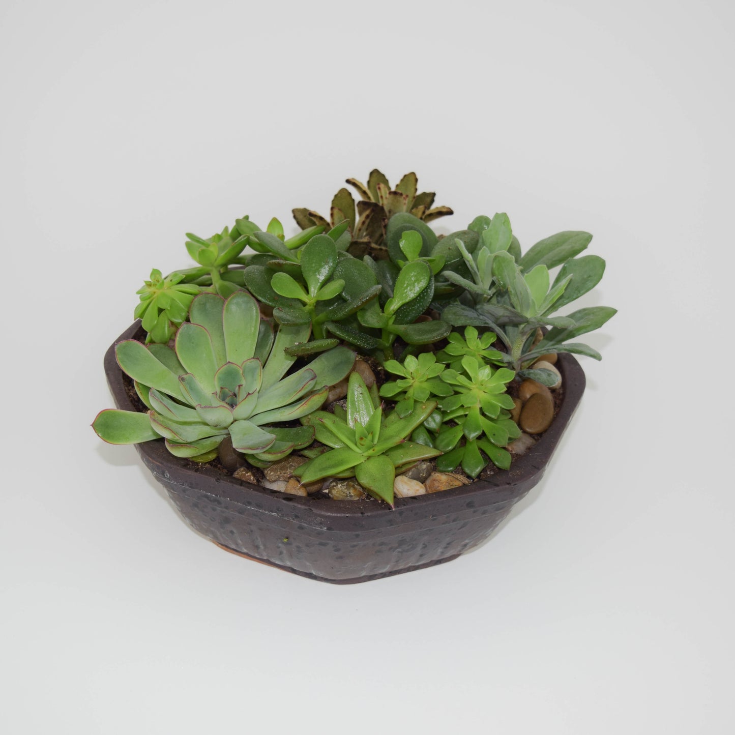 Succulent plant Garden