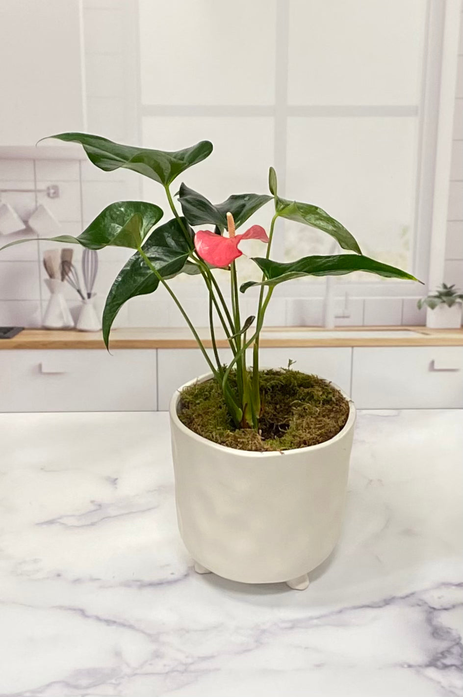 Anthurium Plant