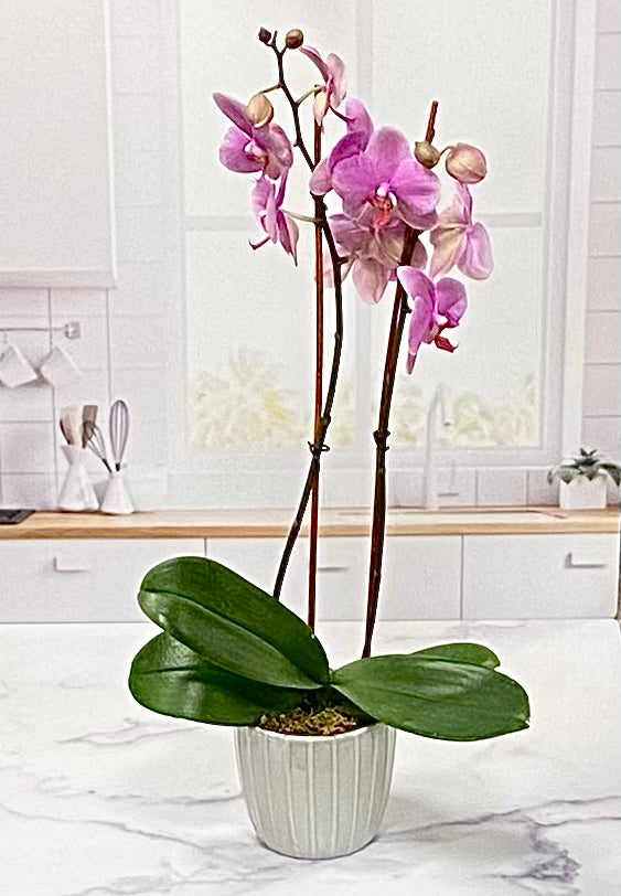Orchid Plant