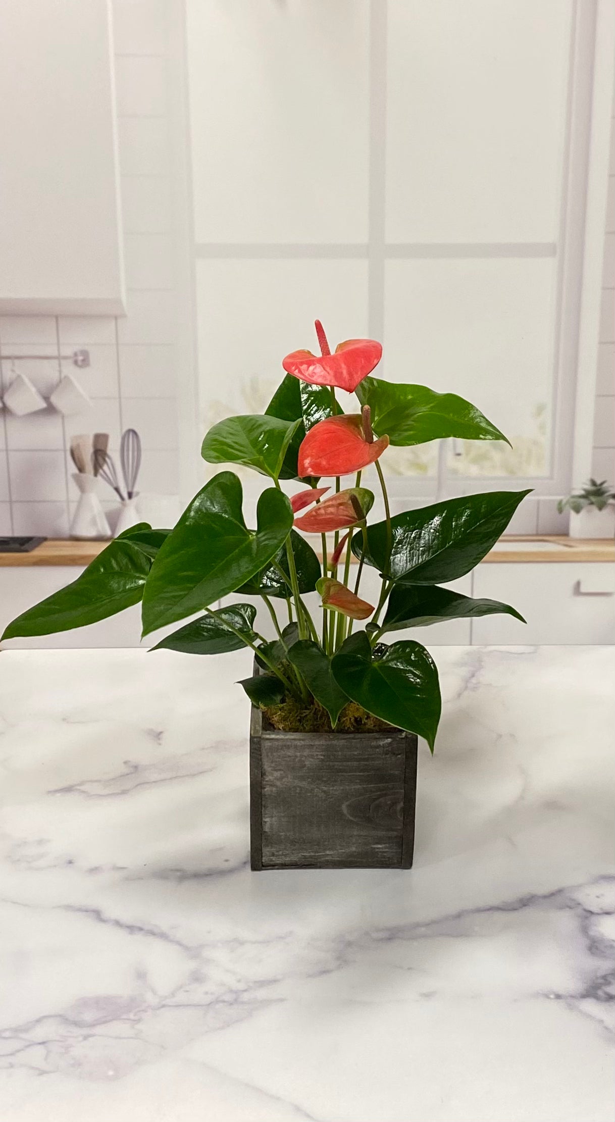 Anthurium Plant