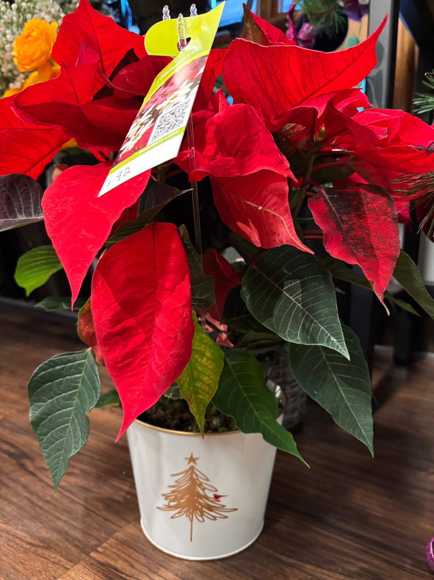 Designer's Choice Poinsettia