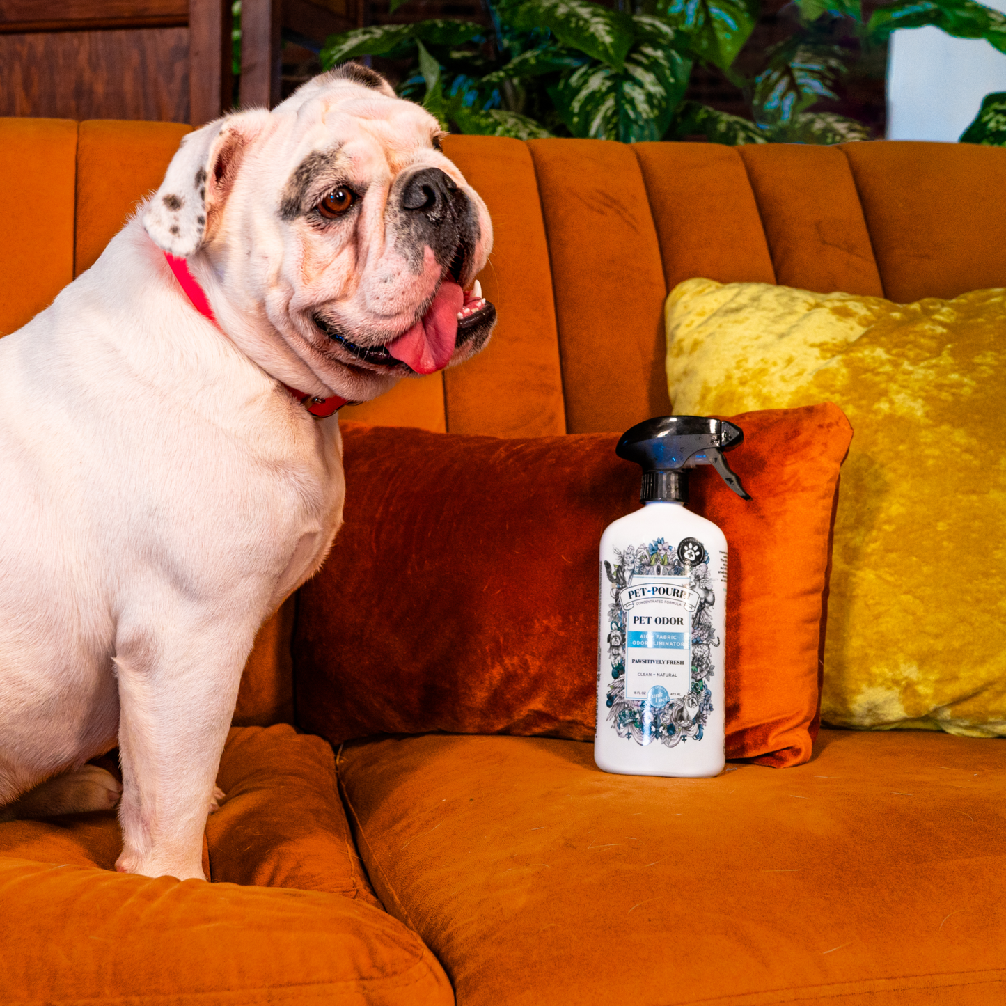 16oz Pawsitively Fresh Room Spray