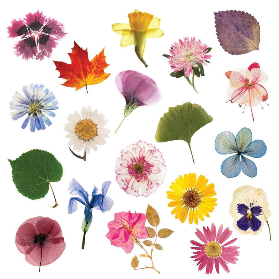 Flower Press
