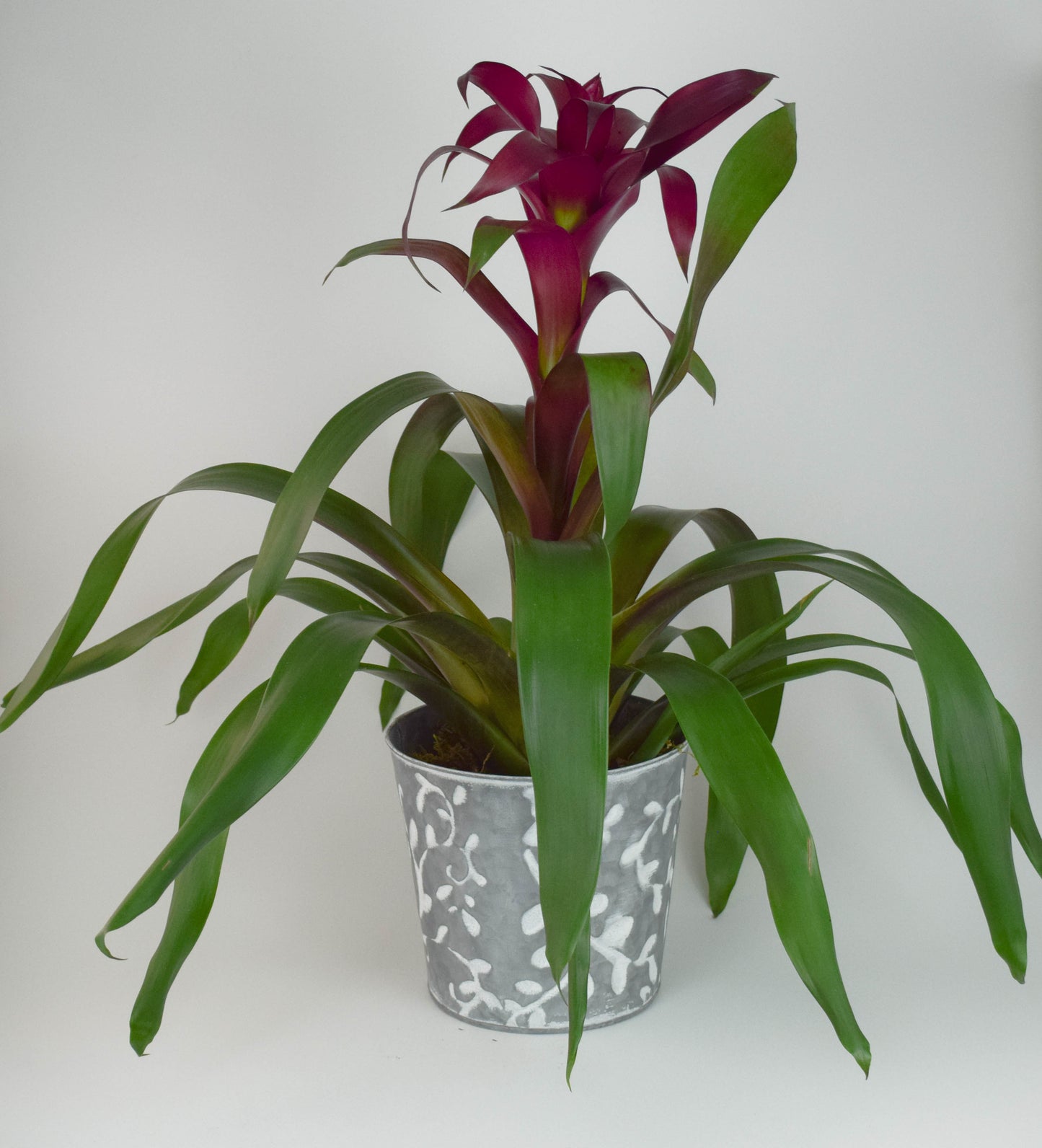 Bromeliad Plant