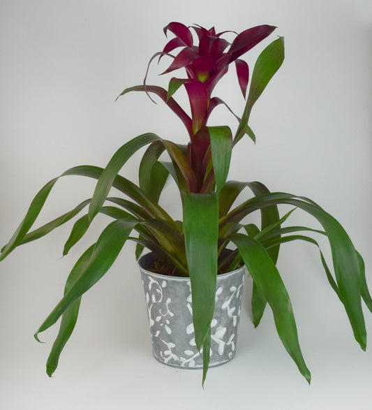 Bromeliad Plant